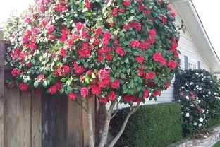 茶花「大老樁」很難養？摸透3個小竅門，長成大花樹，端莊滿樹花