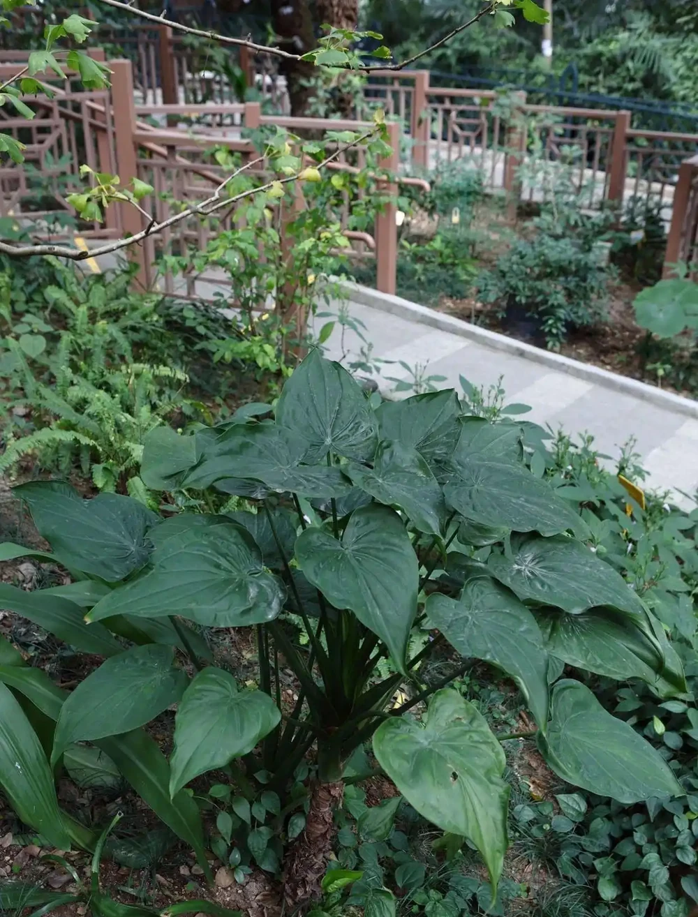 現在很少人養海芋,還有人將它和芋頭混淆,看完你就明白了
