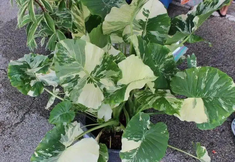 現在很少人養海芋,還有人將它和芋頭混淆,看完你就明白了