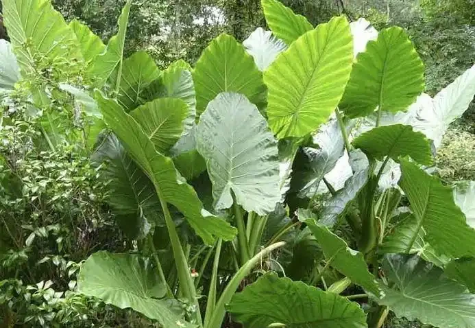 現在很少人養海芋,還有人將它和芋頭混淆,看完你就明白了