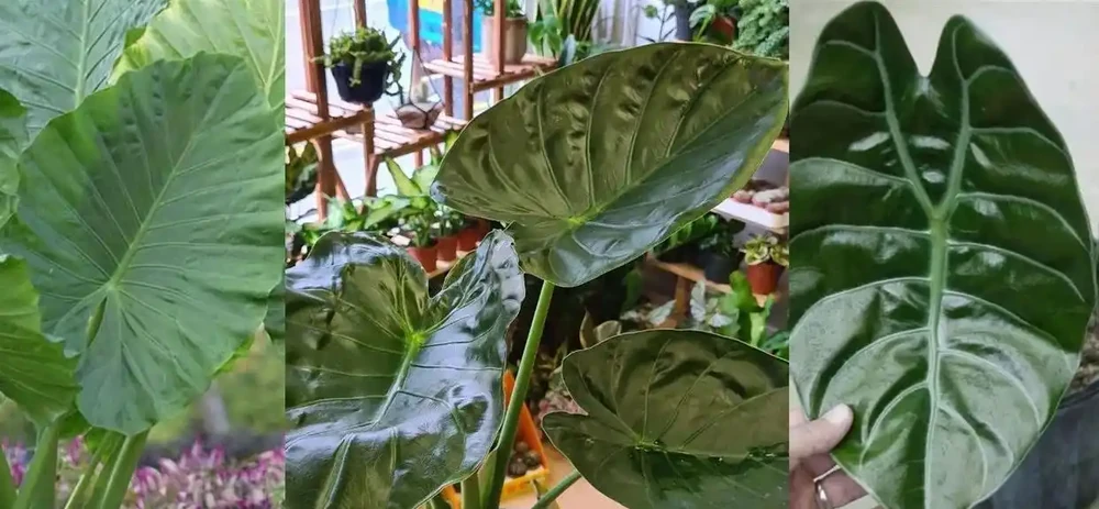現在很少人養海芋,還有人將它和芋頭混淆,看完你就明白了