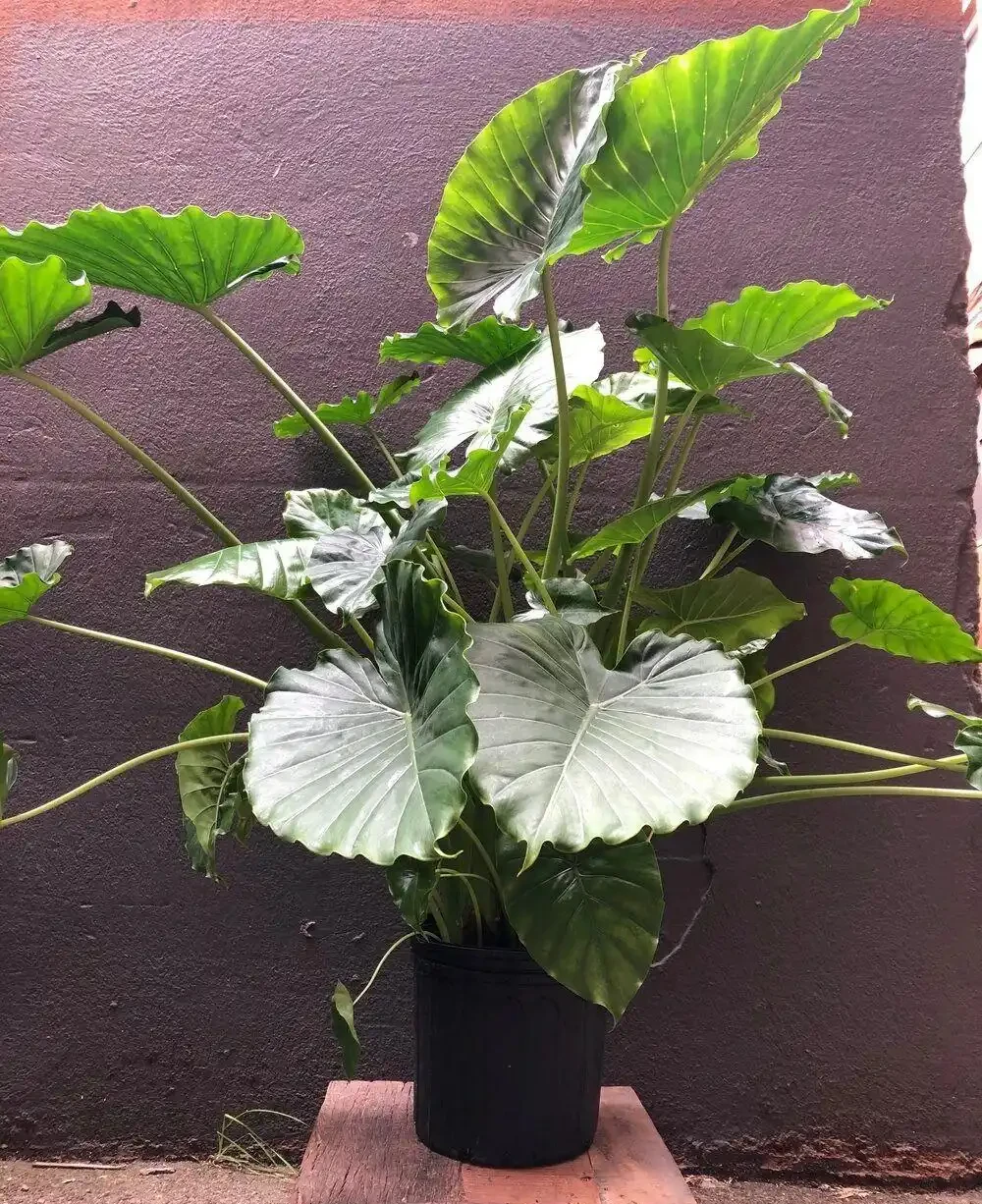 現在很少人養海芋,還有人將它和芋頭混淆,看完你就明白了