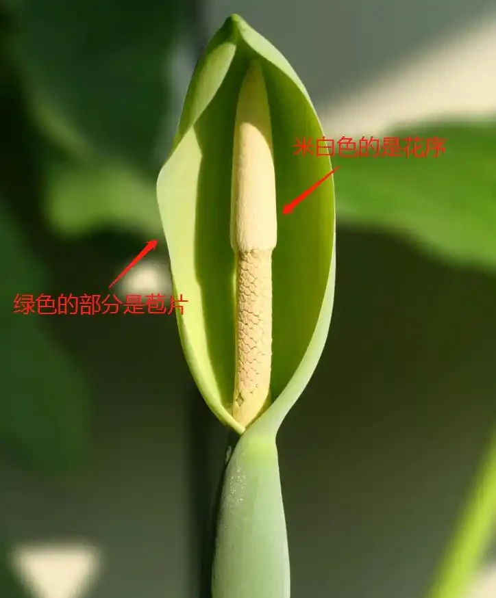 現在很少人養海芋,還有人將它和芋頭混淆,看完你就明白了