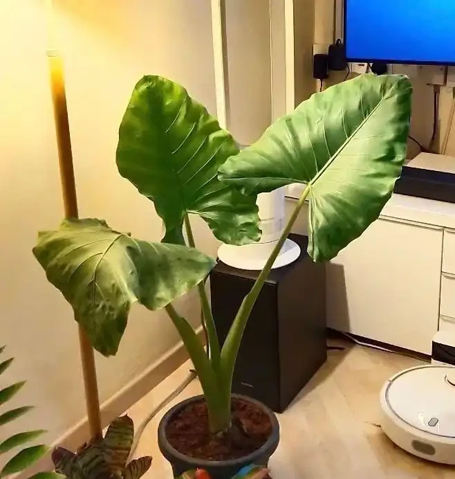 現在很少人養海芋,還有人將它和芋頭混淆,看完你就明白了