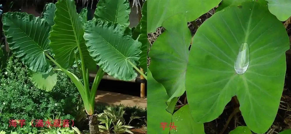 現在很少人養海芋,還有人將它和芋頭混淆,看完你就明白了