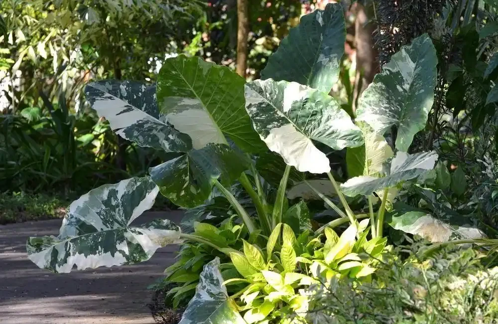 現在很少人養海芋,還有人將它和芋頭混淆,看完你就明白了
