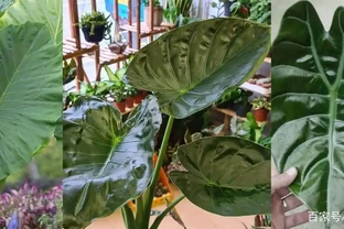 現在很少人養海芋，還有人將它和芋頭混淆，看完你就明白了
