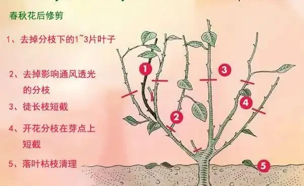 玫瑰現在就急著修剪?找準時機修剪很關鍵,附花後整枝技巧