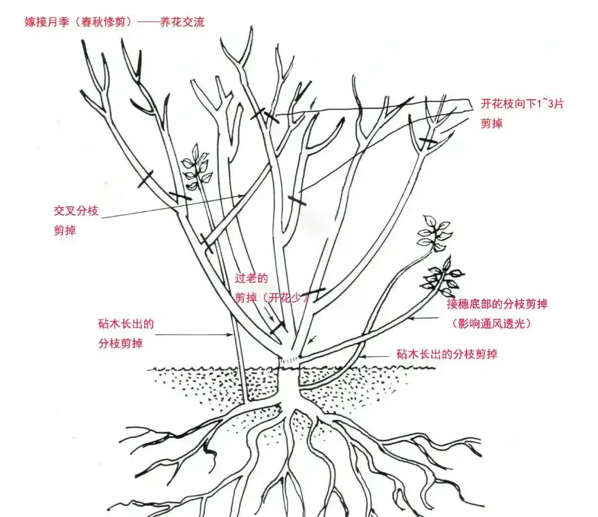 玫瑰現在就急著修剪?找準時機修剪很關鍵,附花後整枝技巧