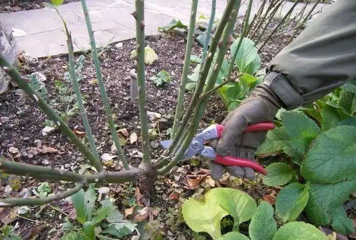玫瑰現在就急著修剪?找準時機修剪很關鍵,附花後整枝技巧