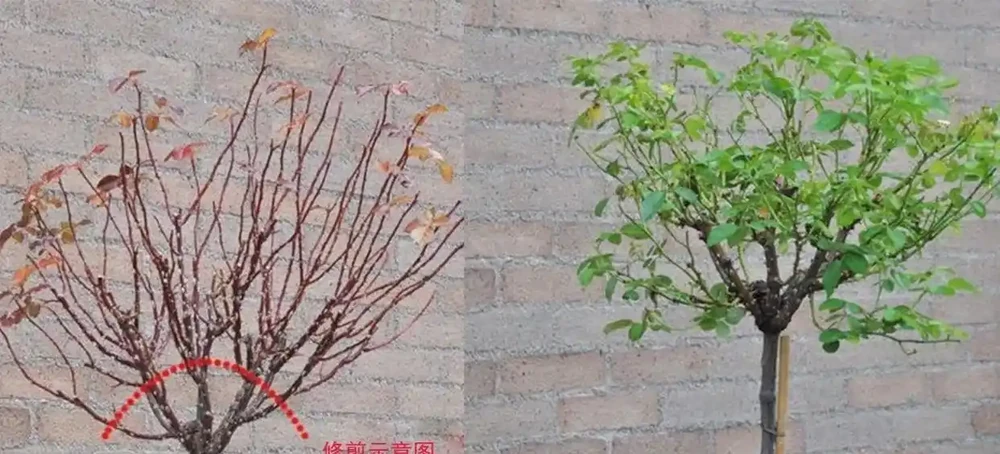 玫瑰現在就急著修剪?找準時機修剪很關鍵,附花後整枝技巧