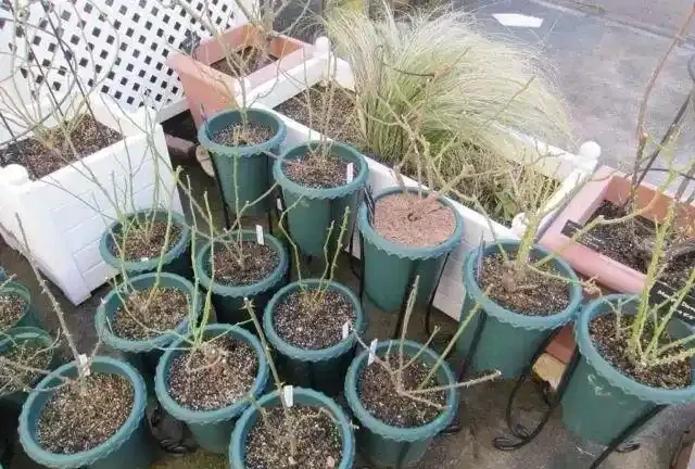 玫瑰現在就急著修剪?找準時機修剪很關鍵,附花後整枝技巧