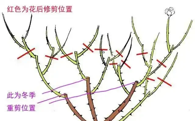 玫瑰現在就急著修剪?找準時機修剪很關鍵,附花後整枝技巧