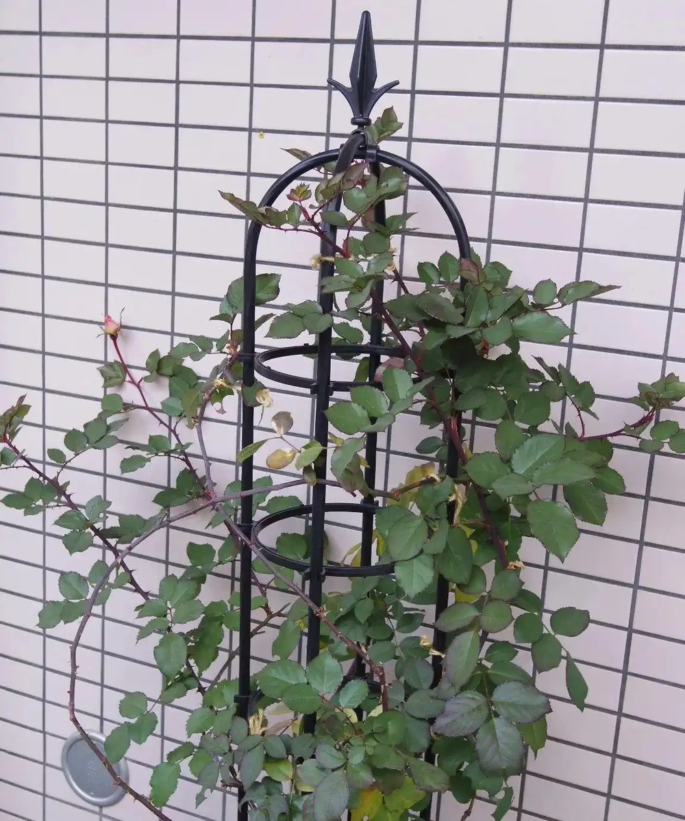 玫瑰現在就急著修剪?找準時機修剪很關鍵,附花後整枝技巧