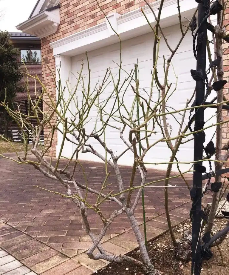 玫瑰現在就急著修剪?找準時機修剪很關鍵,附花後整枝技巧