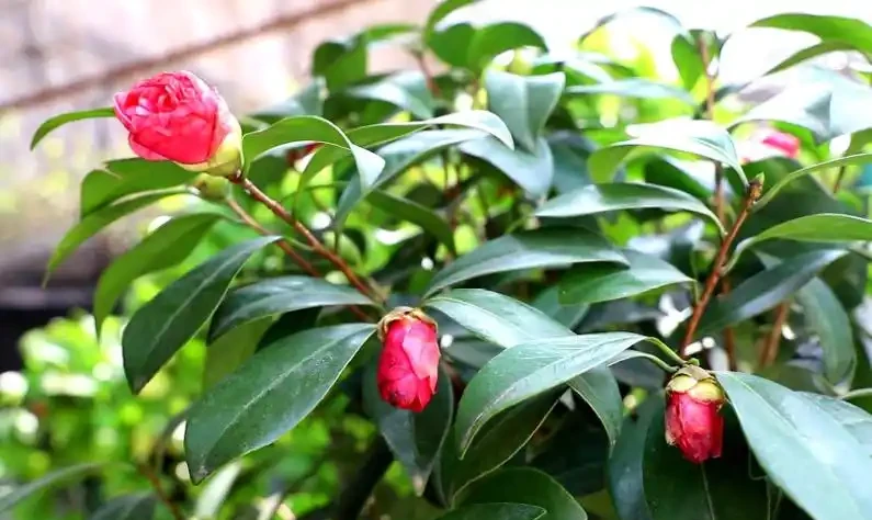 茶花剩下「光桿」還「有救」,只需給它做4步,快速長出新葉子!