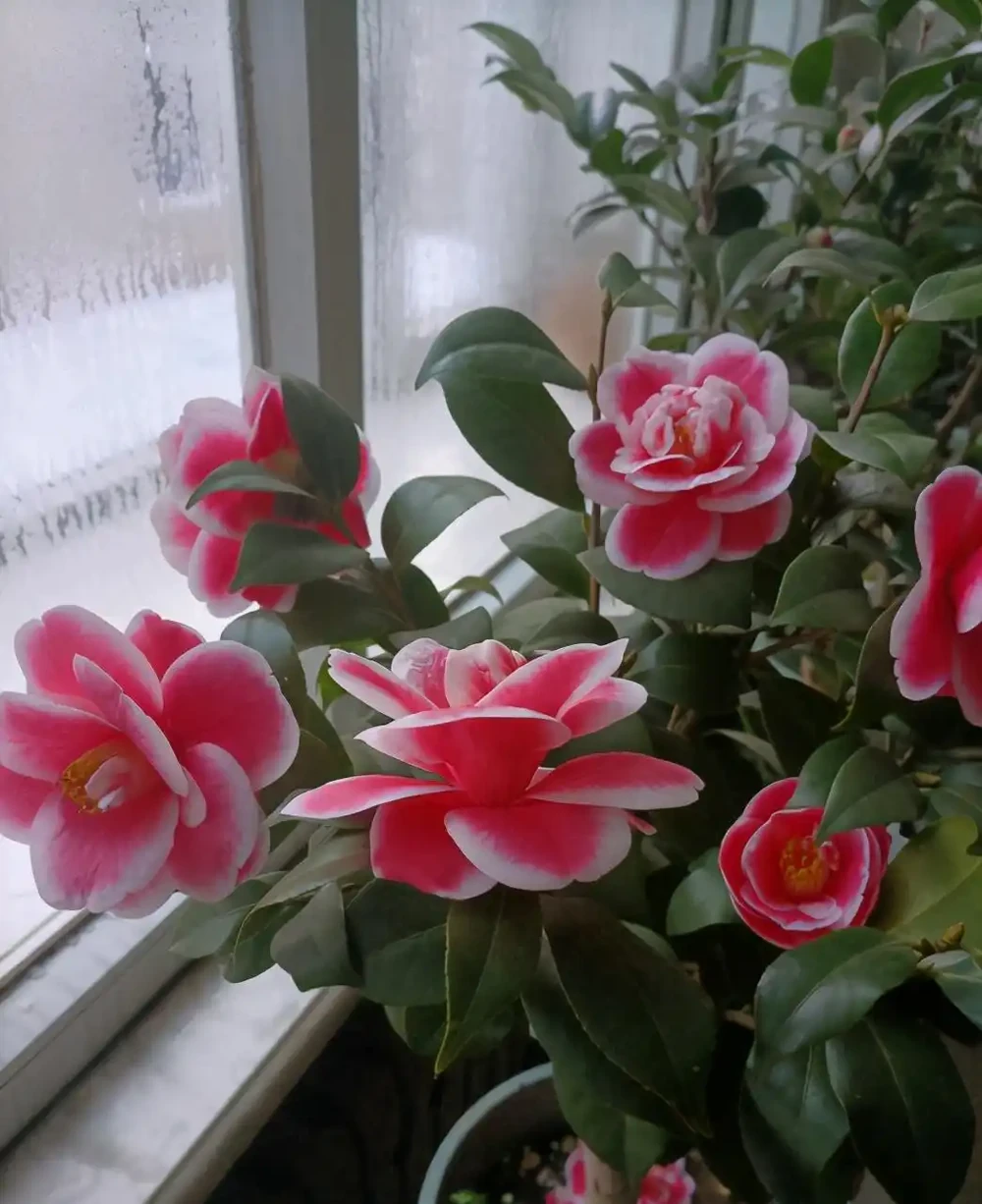 茶花掉葉「光溜溜」?剪一刀發現生機,4招就能「救」回來