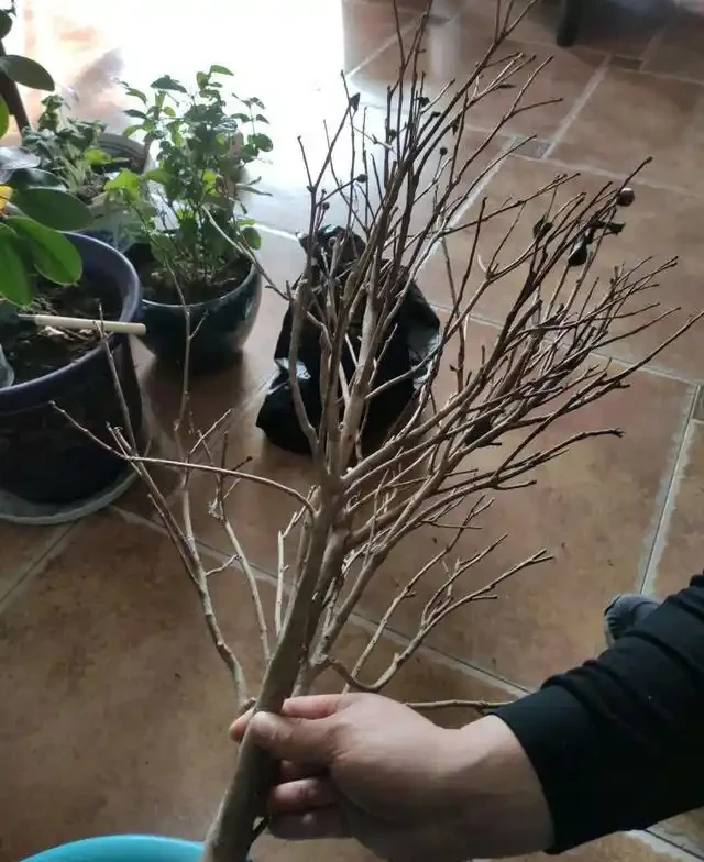 茶花掉葉「光溜溜」?剪一刀發現生機,4招就能「救」回來