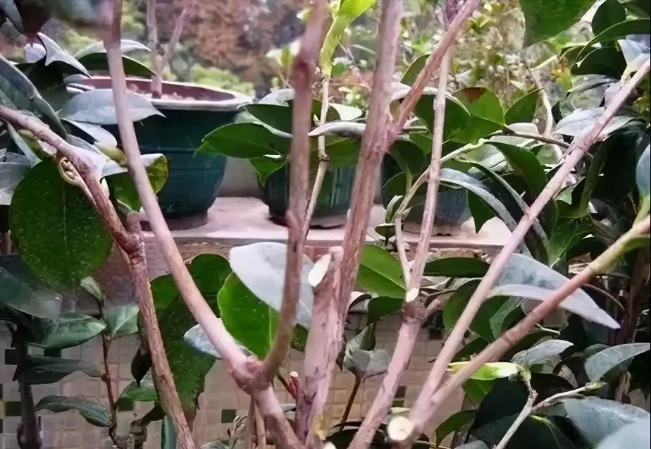 茶花掉葉「光溜溜」?剪一刀發現生機,4招就能「救」回來