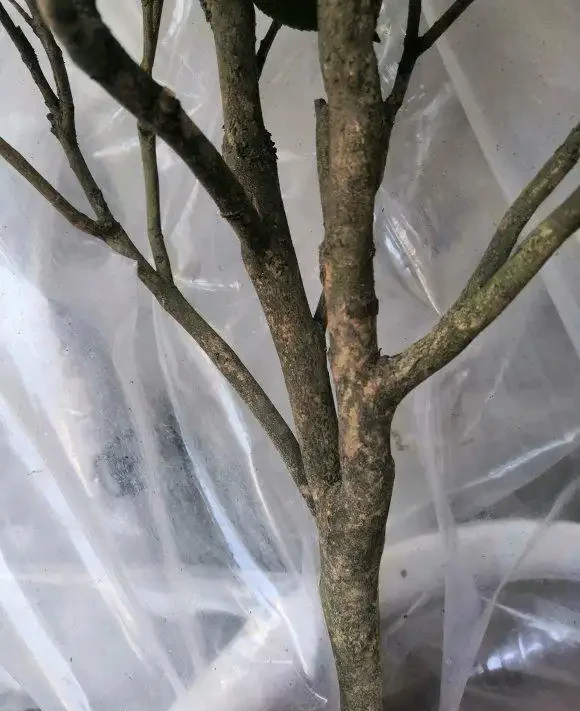 茶花掉葉「光溜溜」?剪一刀發現生機,4招就能「救」回來
