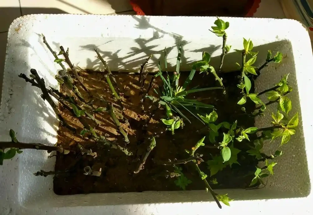 茶花掉葉「光溜溜」?剪一刀發現生機,4招就能「救」回來