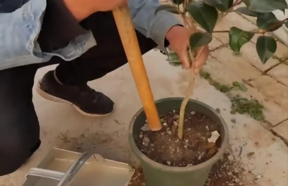 茶花掉葉「光溜溜」?剪一刀發現生機,4招就能「救」回來