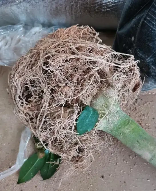 茶花掉葉「光溜溜」?剪一刀發現生機,4招就能「救」回來