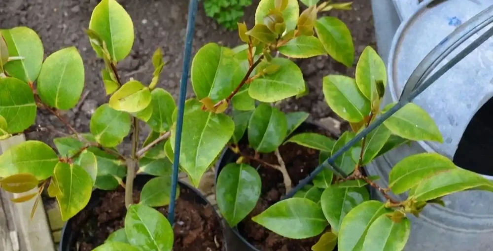 茶花掉葉「光溜溜」?剪一刀發現生機,4招就能「救」回來