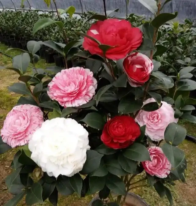 茶花掉葉「光溜溜」?剪一刀發現生機,4招就能「救」回來