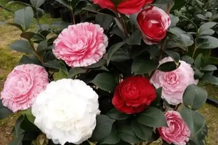 茶花掉葉「光溜溜」？剪一刀發現生機，4招就能「救」回來