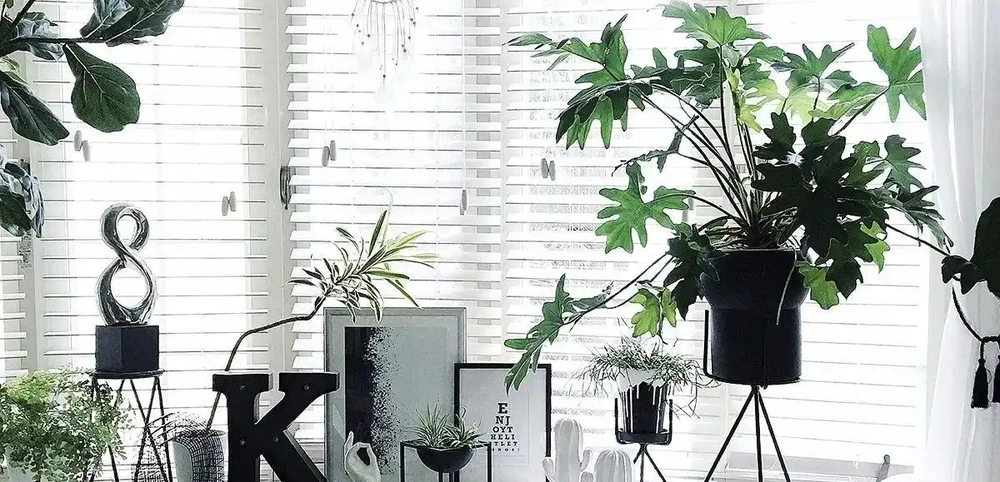 觀葉植物養不好，不斷黃葉長黑斑，就從這5方面入手就對了