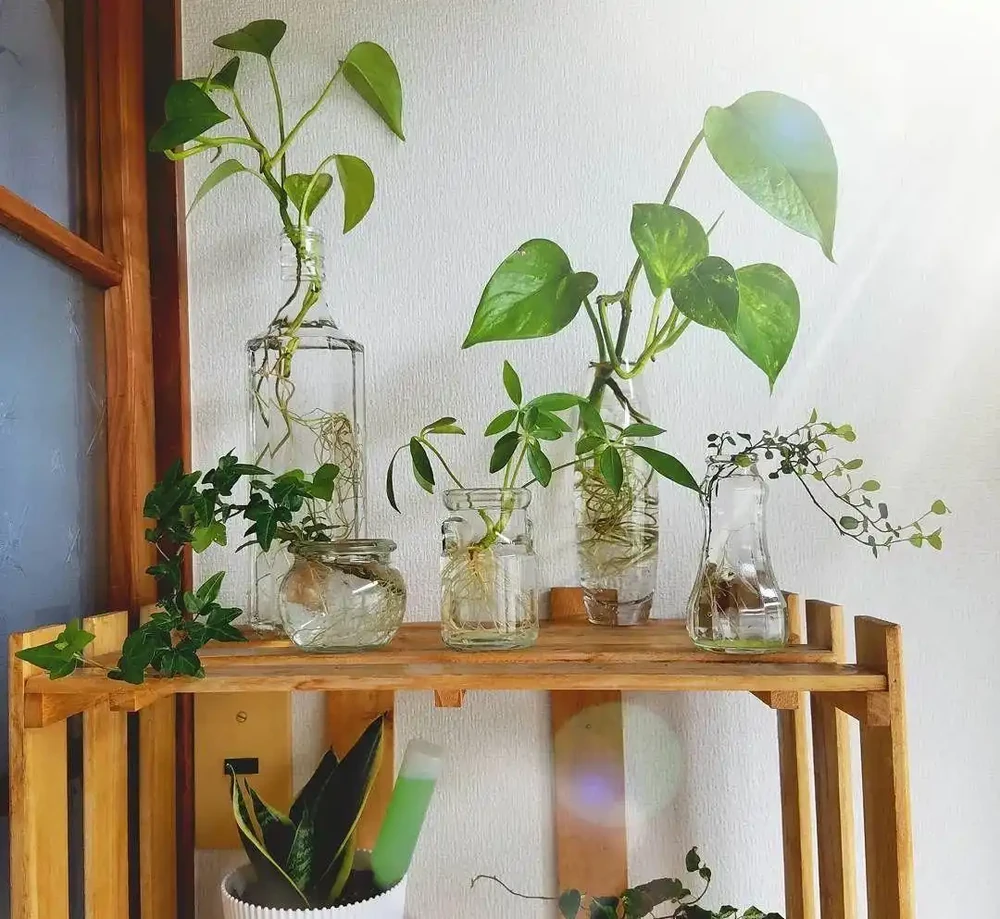 觀葉植物養不好，不斷黃葉長黑斑，就從這5方面入手就對了