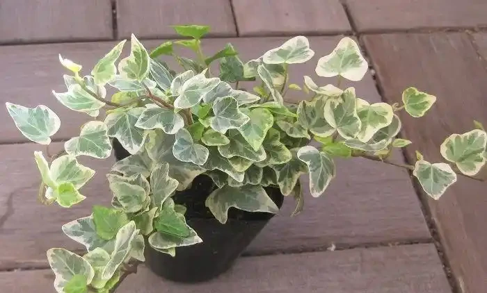 觀葉植物養不好，不斷黃葉長黑斑，就從這5方面入手就對了