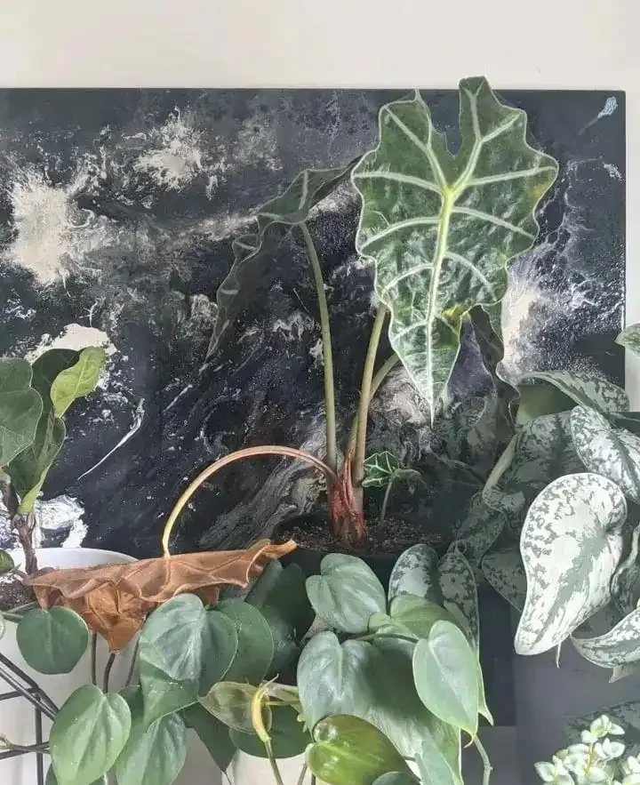 觀葉植物養不好，不斷黃葉長黑斑，就從這5方面入手就對了