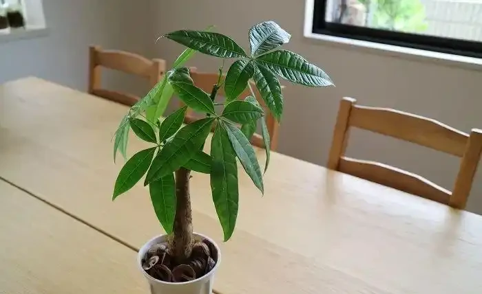 觀葉植物養不好，不斷黃葉長黑斑，就從這5方面入手就對了