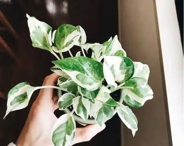 觀葉植物養不好，不斷黃葉長黑斑，就從這5方面入手就對了