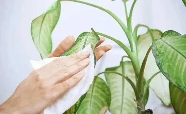 觀葉植物養不好，不斷黃葉長黑斑，就從這5方面入手就對了