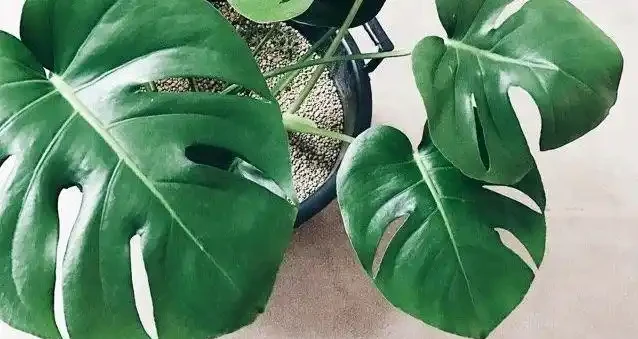 觀葉植物養不好，不斷黃葉長黑斑，就從這5方面入手就對了