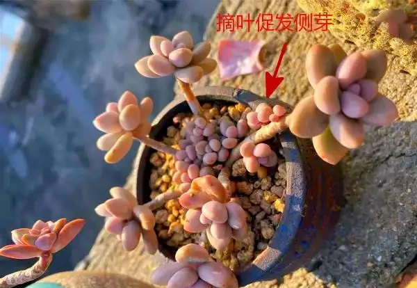 多肉養成「獨杆司令」莫慌,做好這4步,側芽猛長,滿盆不難