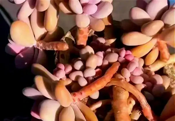 多肉養成「獨杆司令」莫慌,做好這4步,側芽猛長,滿盆不難