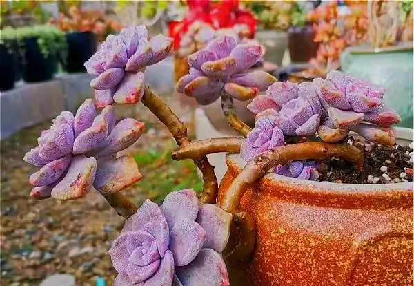 多肉養成「獨杆司令」莫慌,做好這4步,側芽猛長,滿盆不難