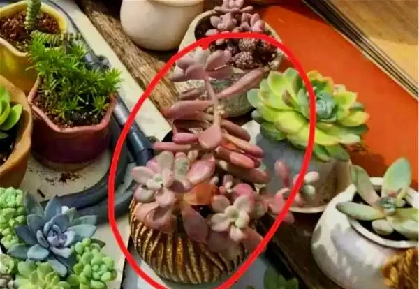 多肉養成「獨杆司令」莫慌,做好這4步,側芽猛長,滿盆不難