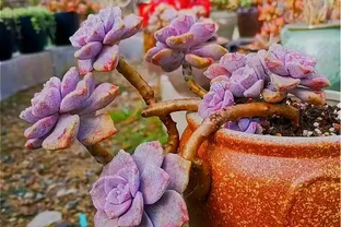 多肉養成「獨杆司令」莫慌，做好這4步，側芽猛長，滿盆不難