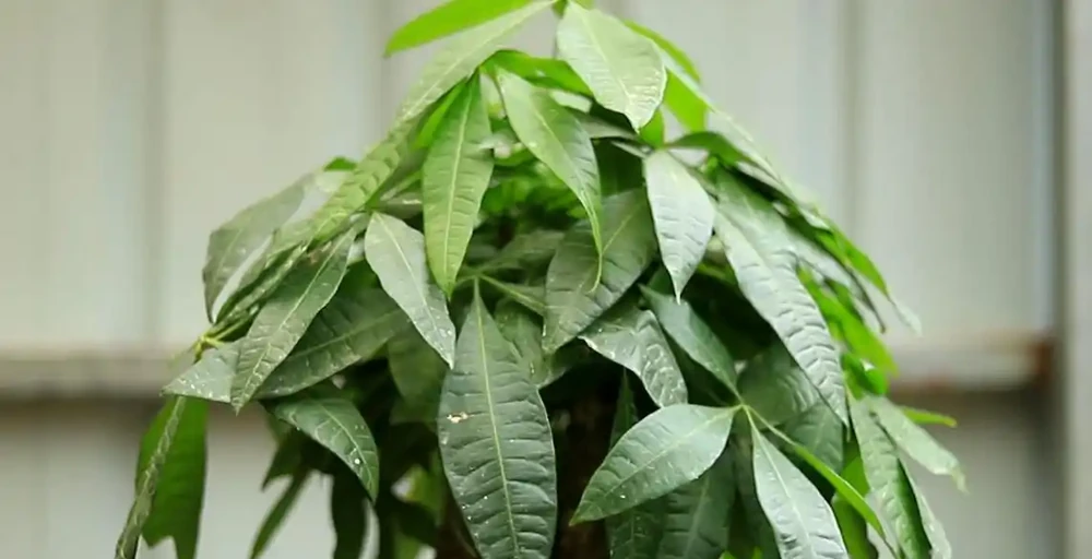 發財樹冬季不好活,葉子發蔫下垂怎麼辦?注意這4點,安穩過冬!