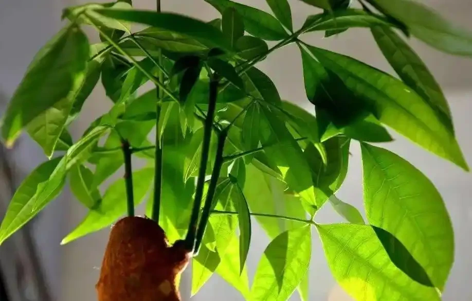 發財樹冬季不好活,葉子發蔫下垂怎麼辦?注意這4點,安穩過冬!