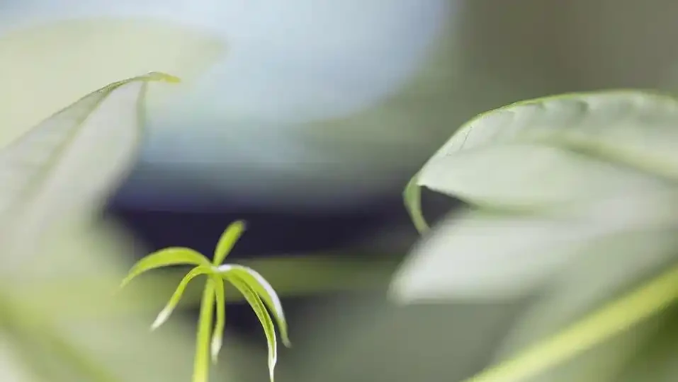 發財樹冬季不好活,葉子發蔫下垂怎麼辦?注意這4點,安穩過冬!