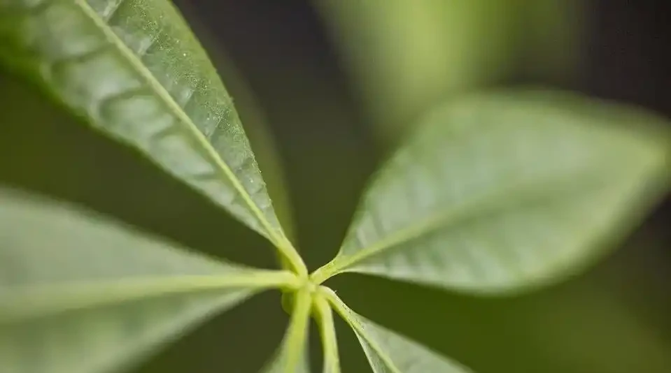 發財樹冬季不好活,葉子發蔫下垂怎麼辦?注意這4點,安穩過冬!