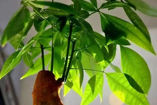發財樹冬季不好活，葉子發蔫下垂怎麼辦？注意這4點，安穩過冬！