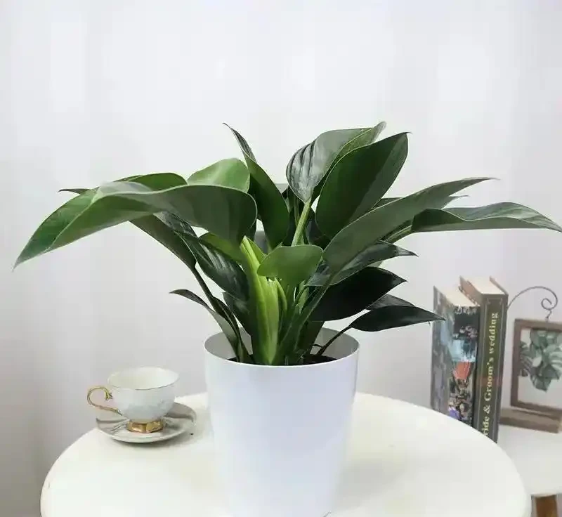 家裡養金鑽，冬天做好這幾點，葉子綠得發亮，越養越精神！