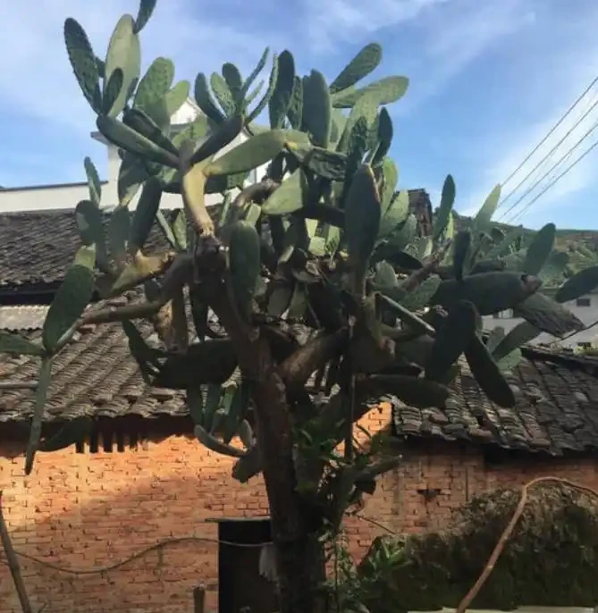 仙人掌如果掌握4個技巧,也能養成「仙人樹」,方法很簡單!